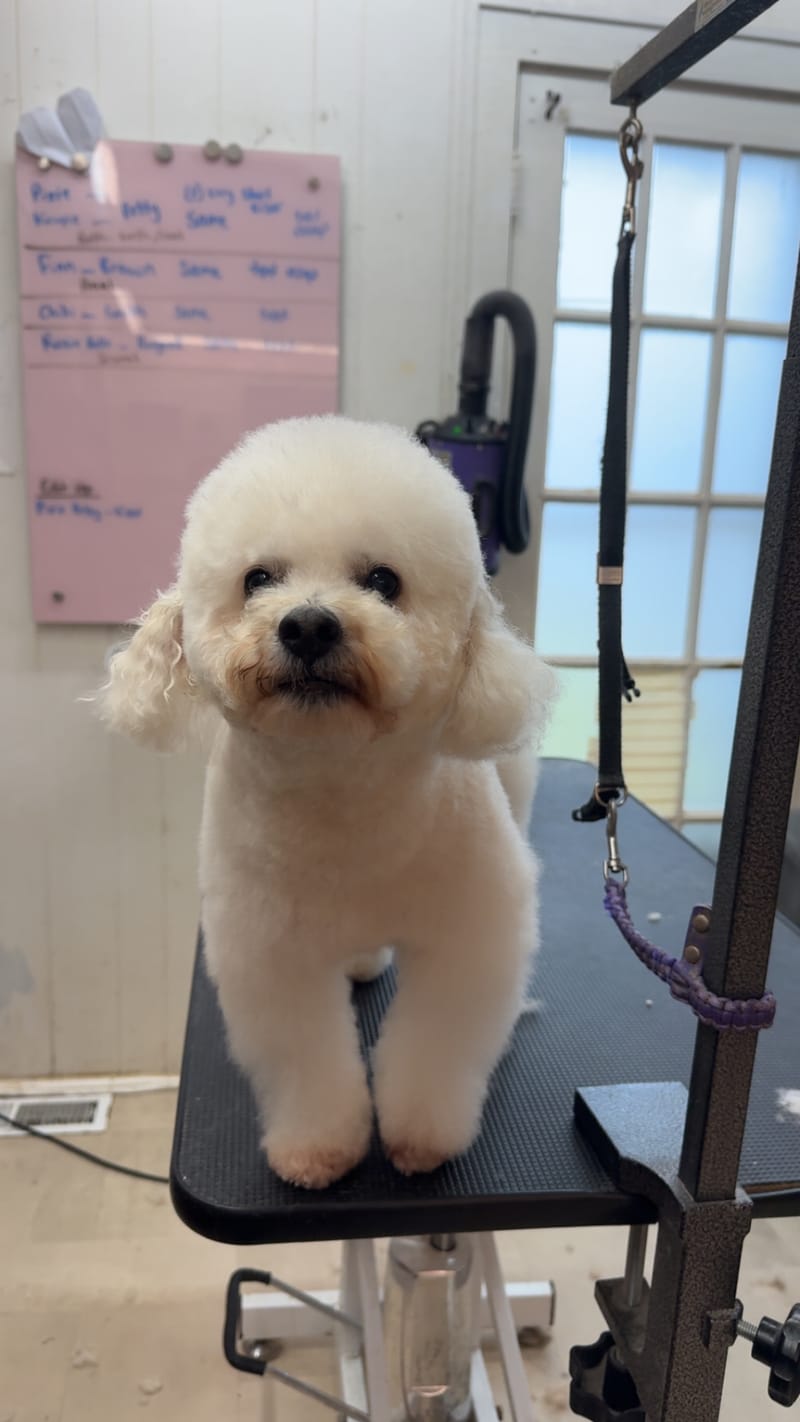 Creative grooming by Sam