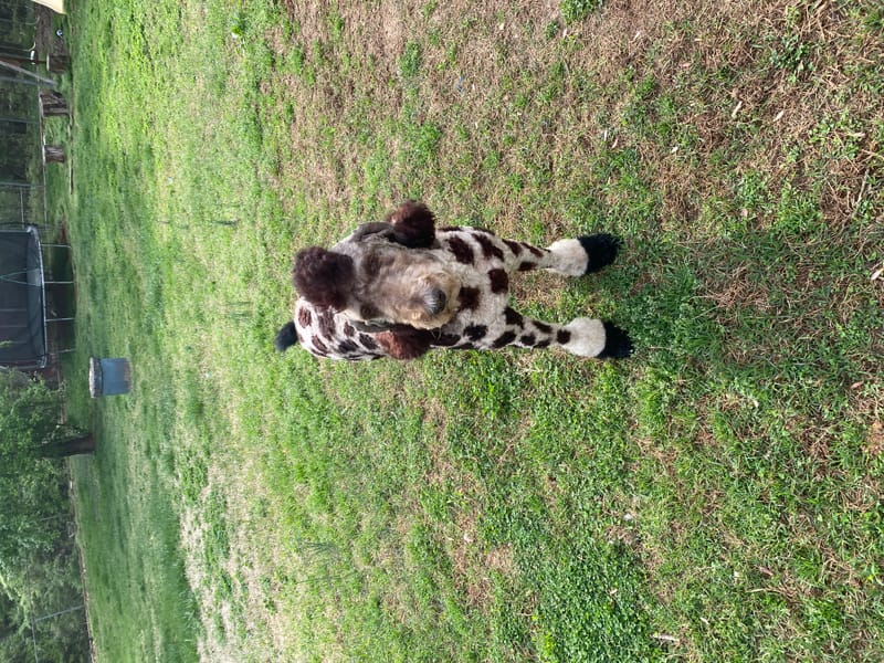 Giraffe-a-doodle by Alex