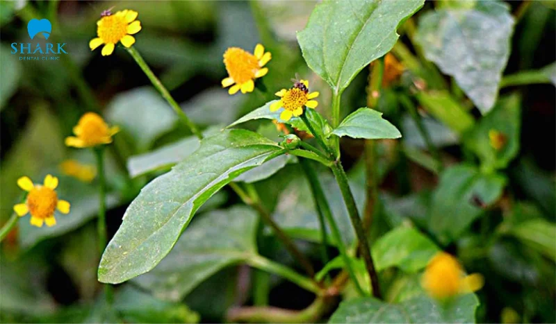 Cây hoa cúc áo