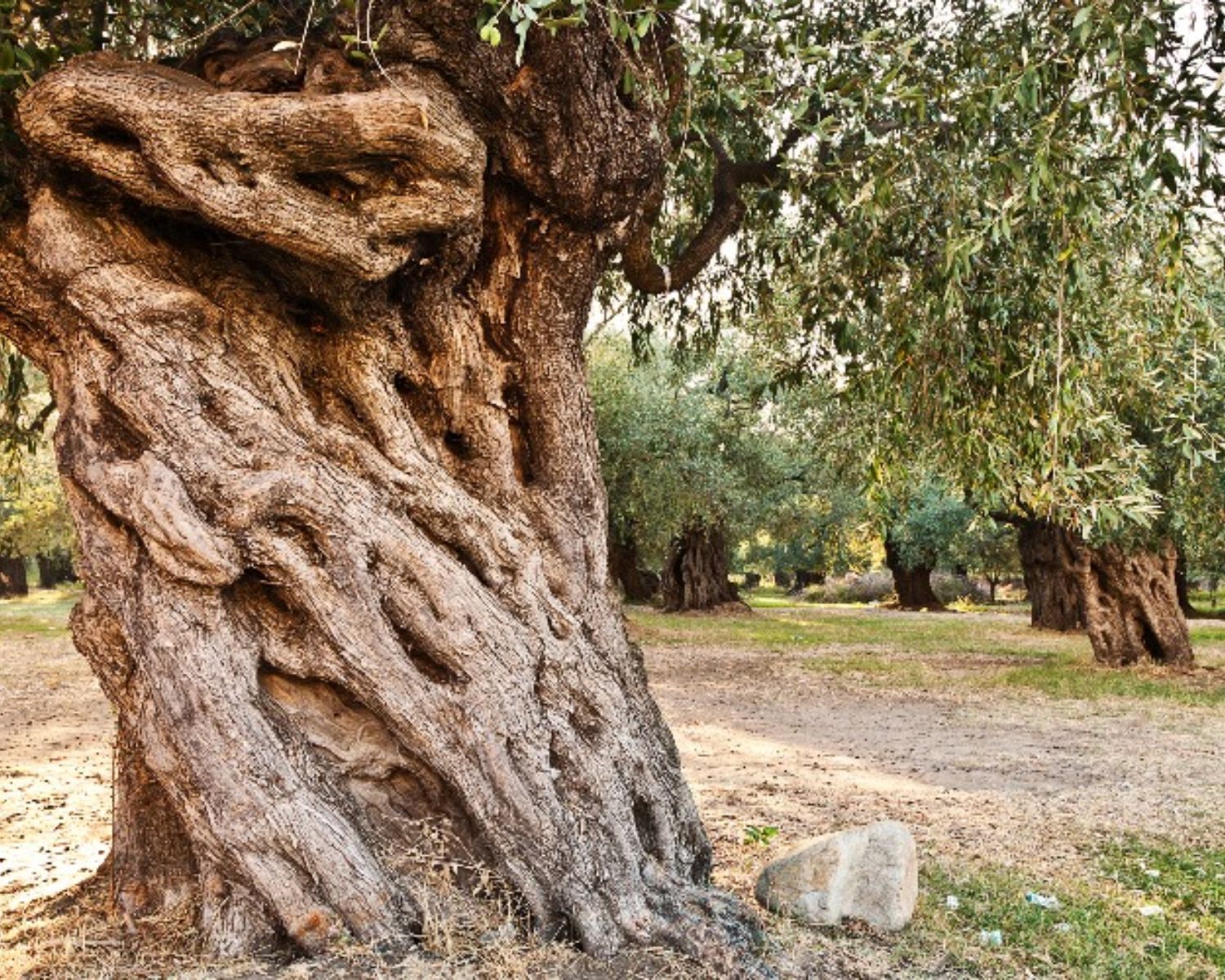 Ο Υπεραιωνόβιος Ελαιώνας της Μάκρης