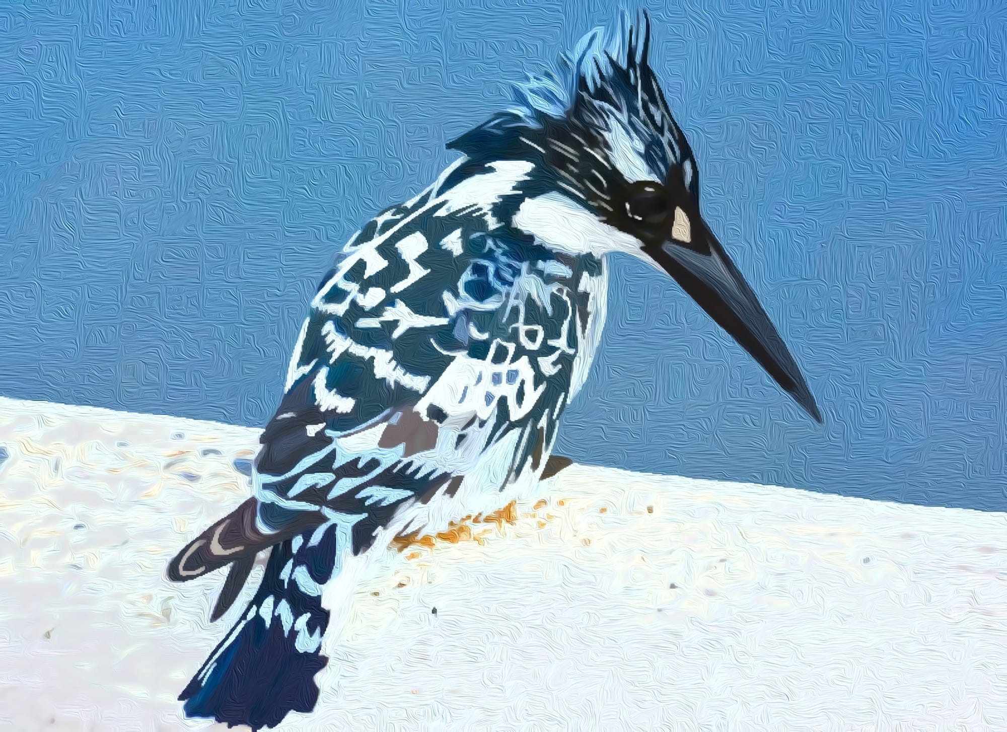 Pied Kingfisher