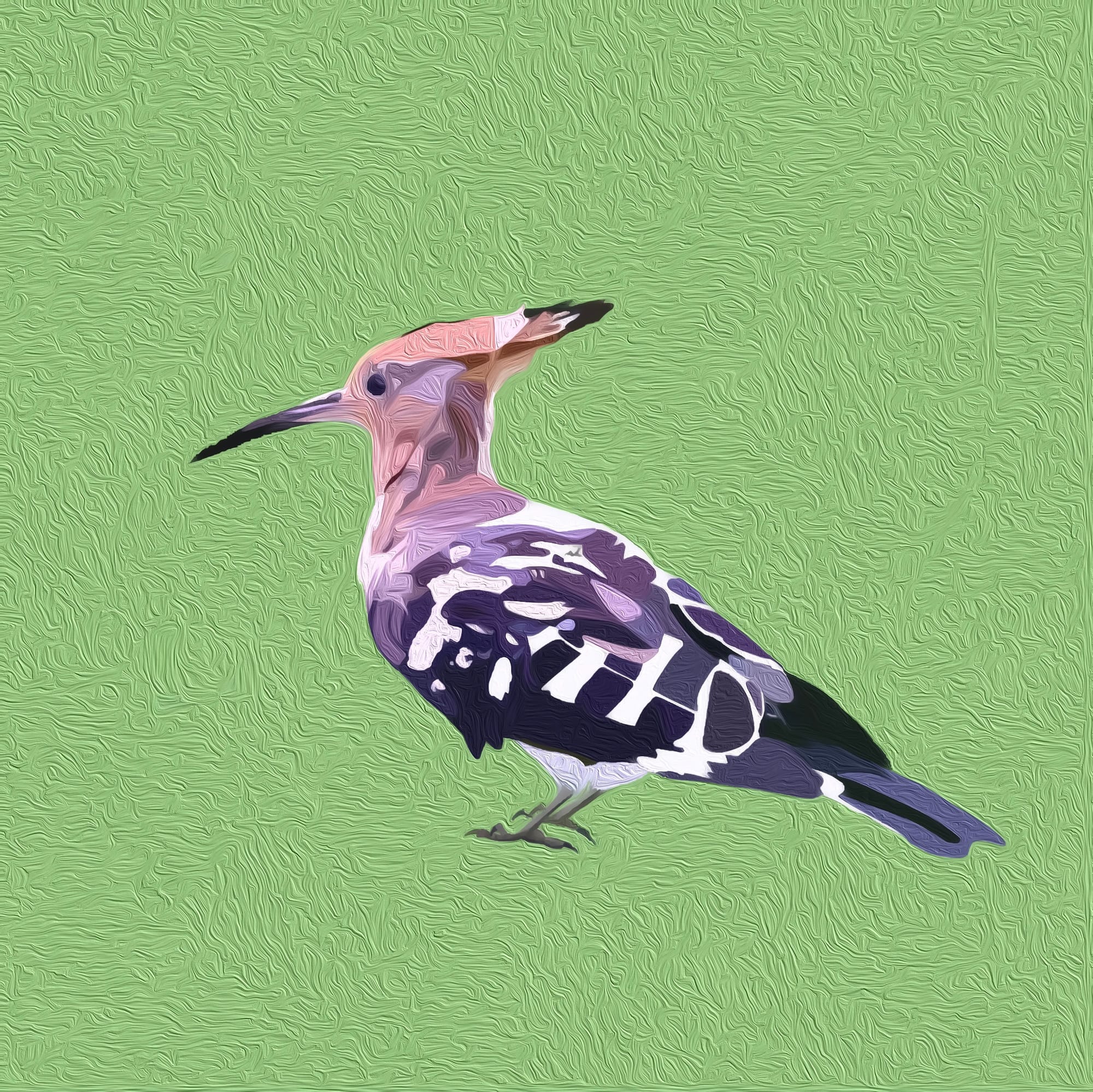 Hoopoe