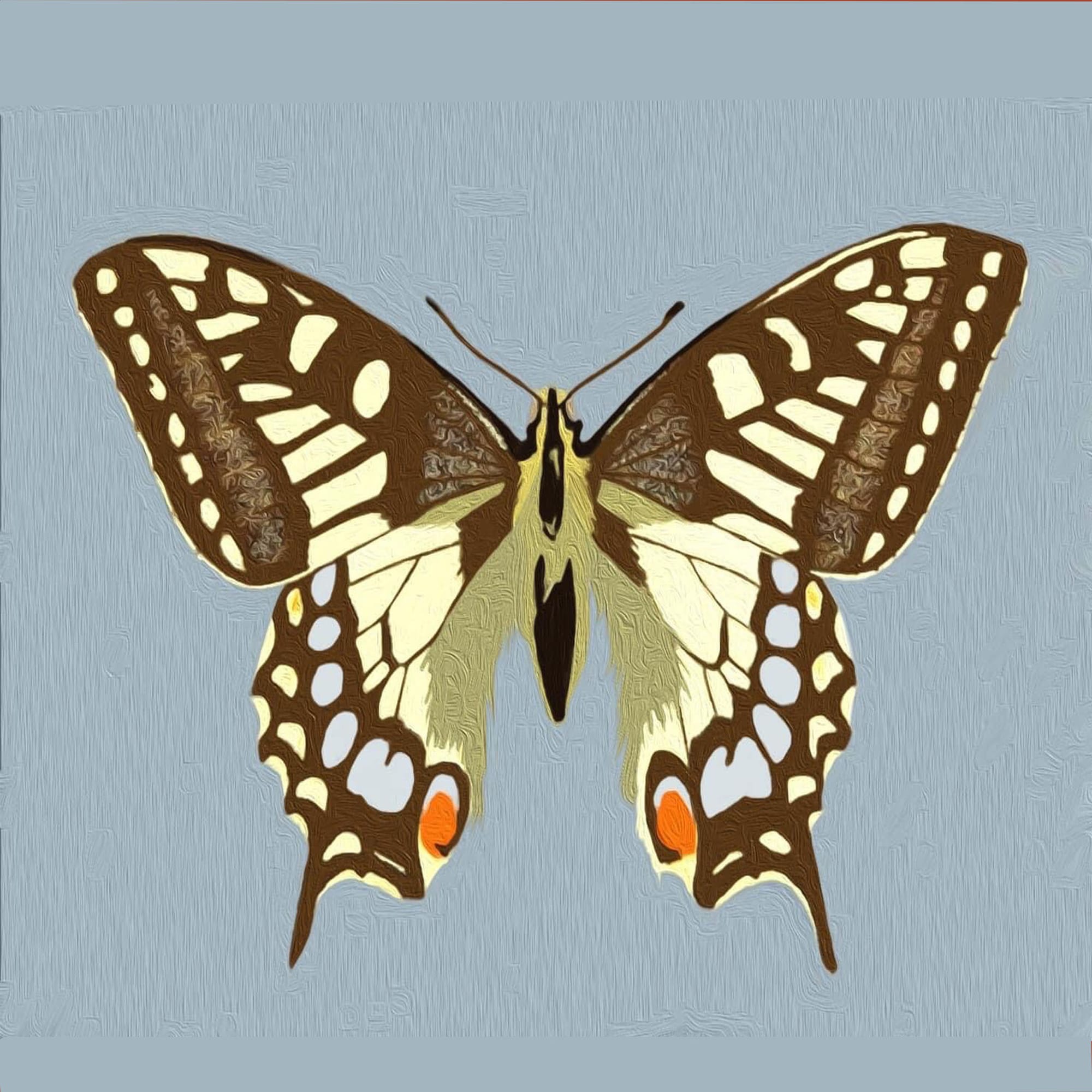 Swallowtail Butterfly