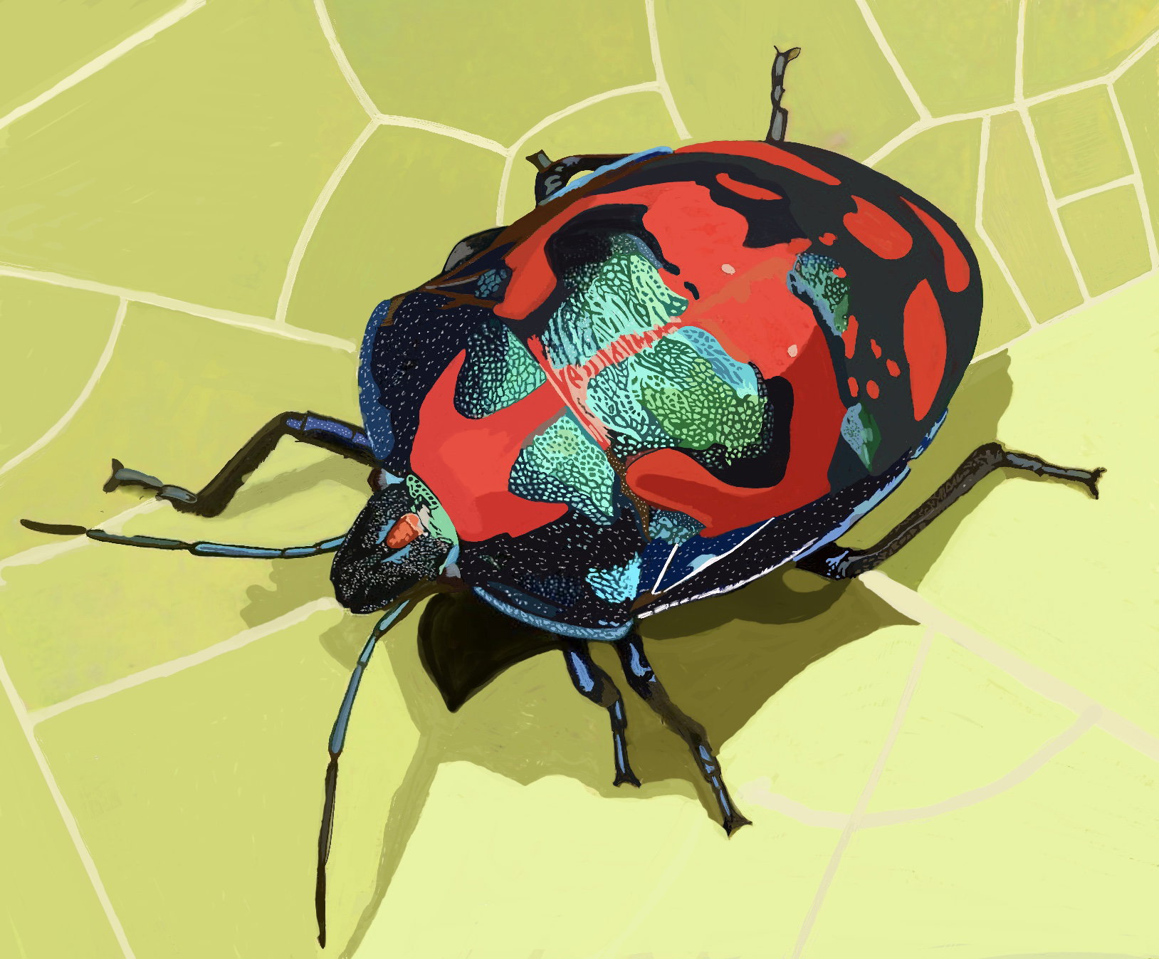 Harlequin Beetle