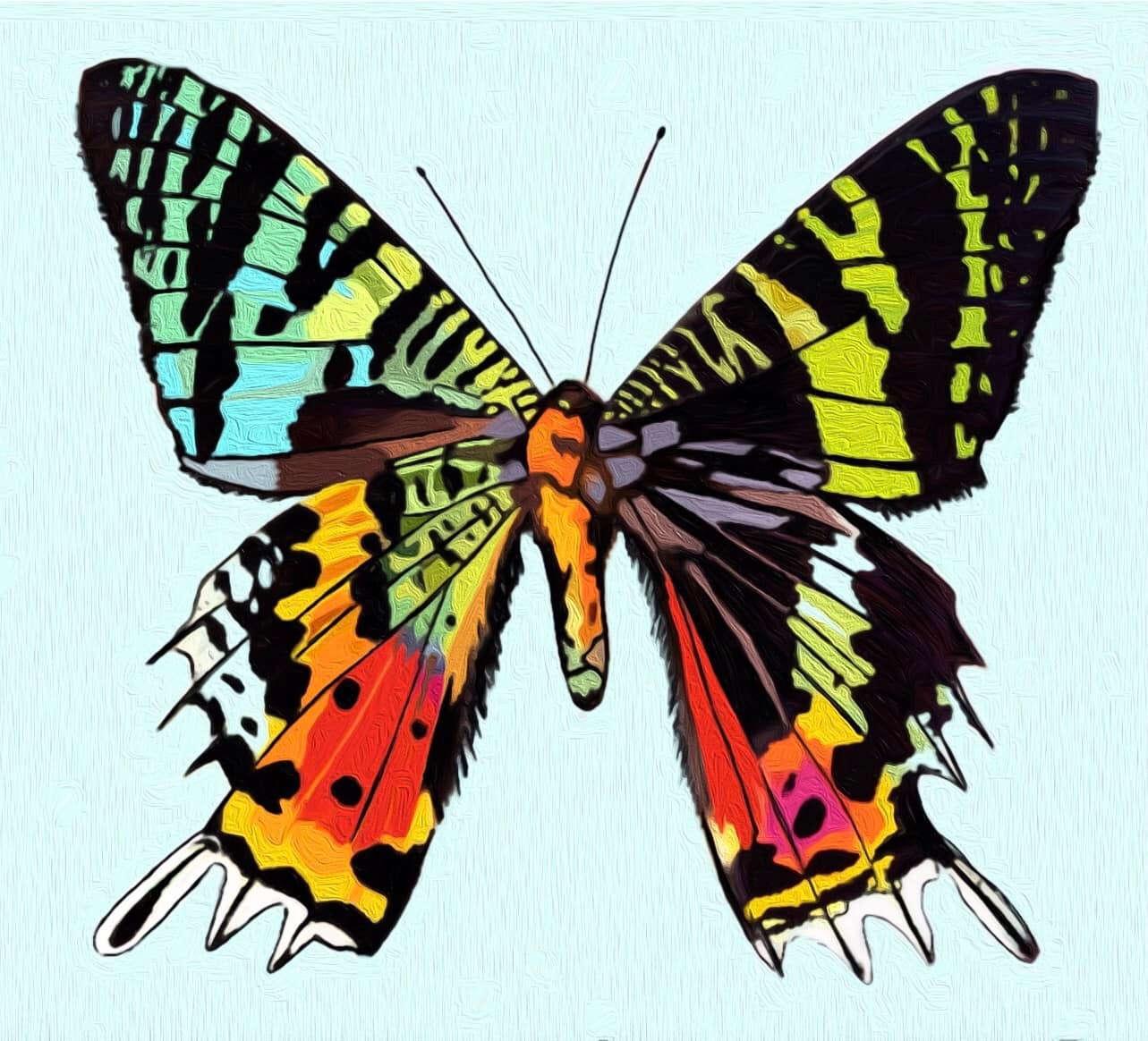 Sunset Moth