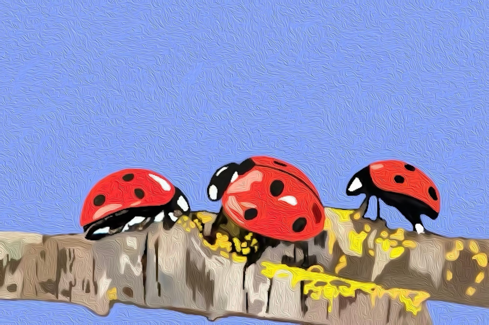 Lasdybirds
