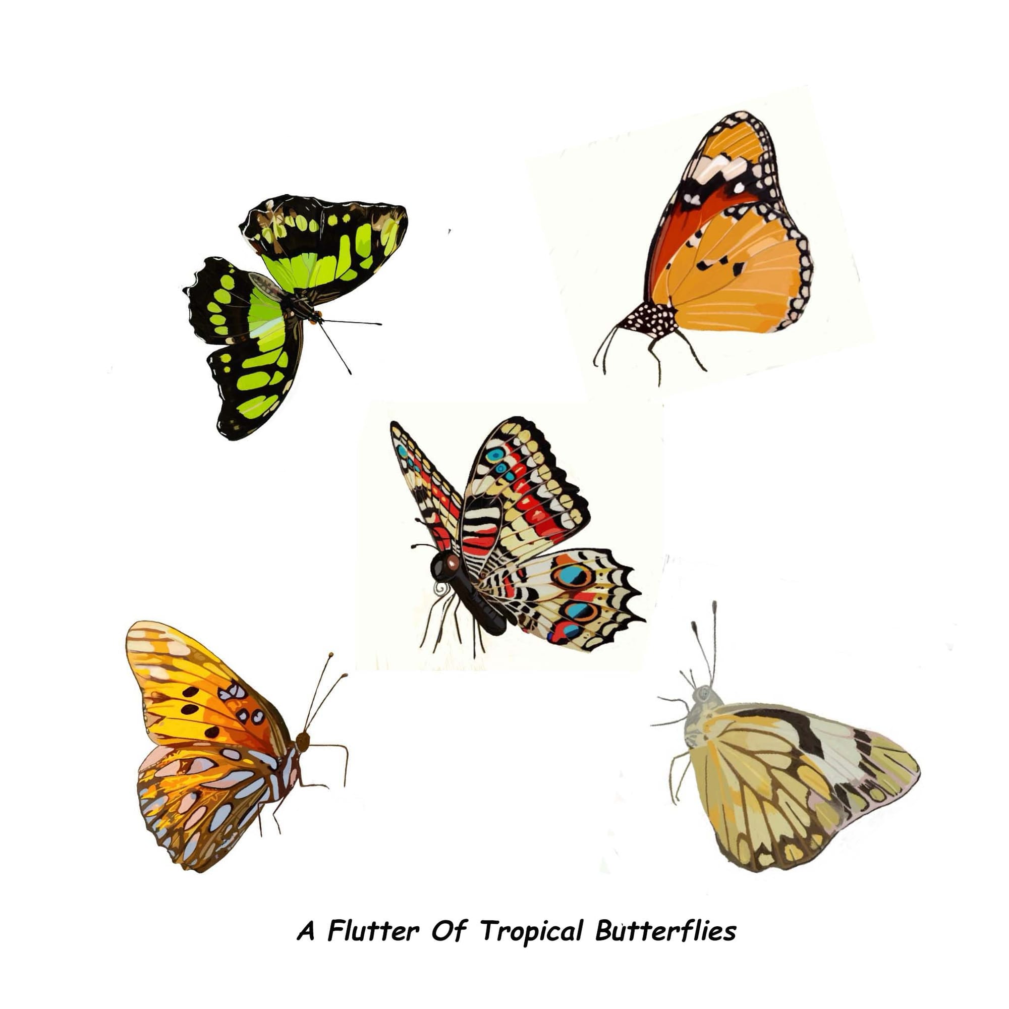 A Flurry Of Tropical Butterflies
