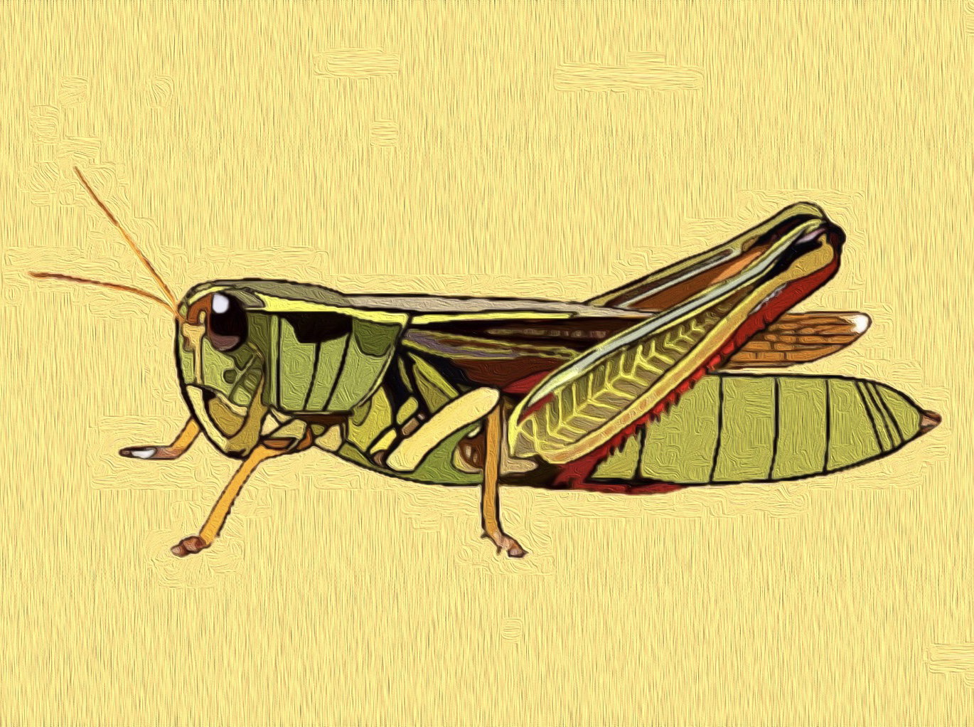 Grasshopper