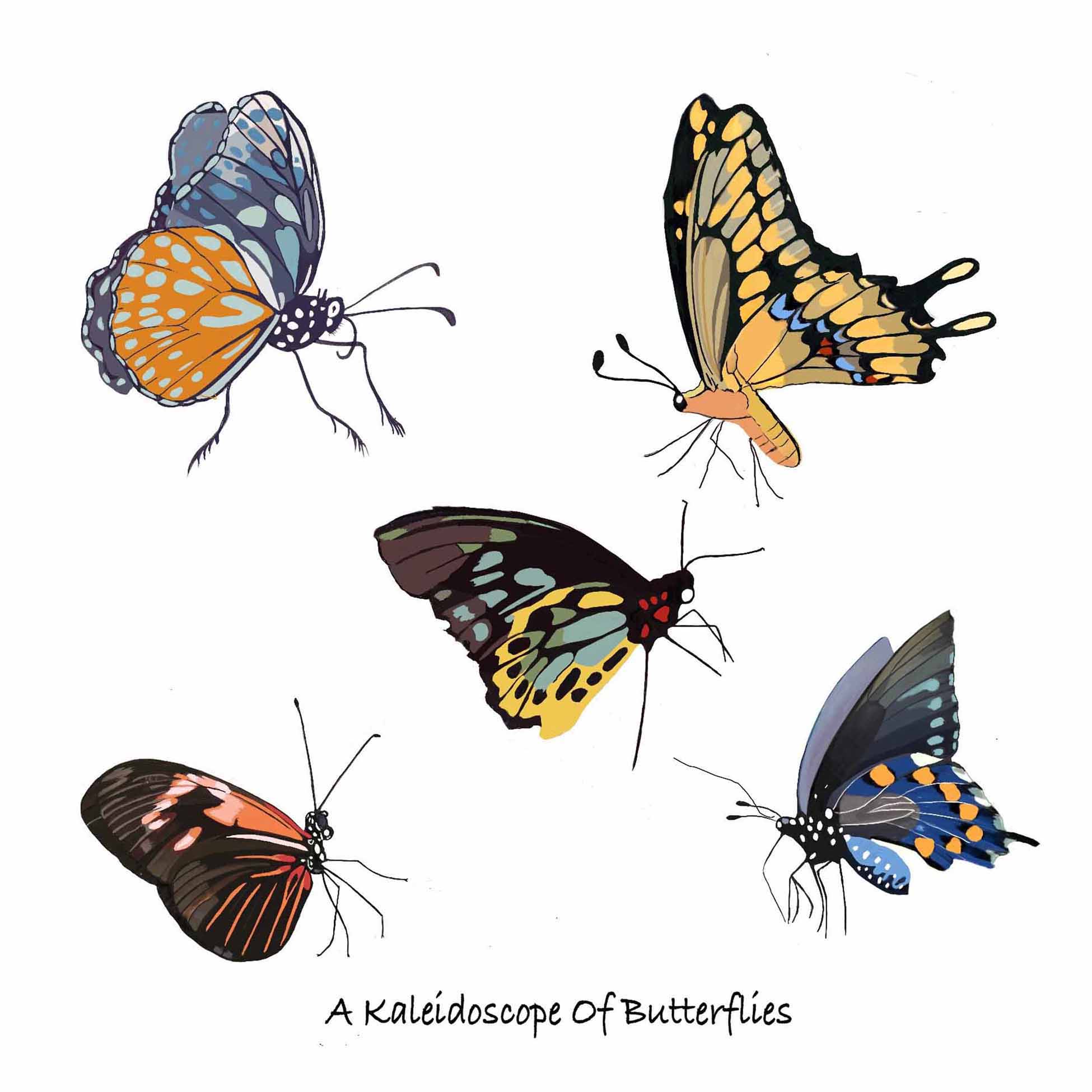A Kaleidoscope Of Butterflies