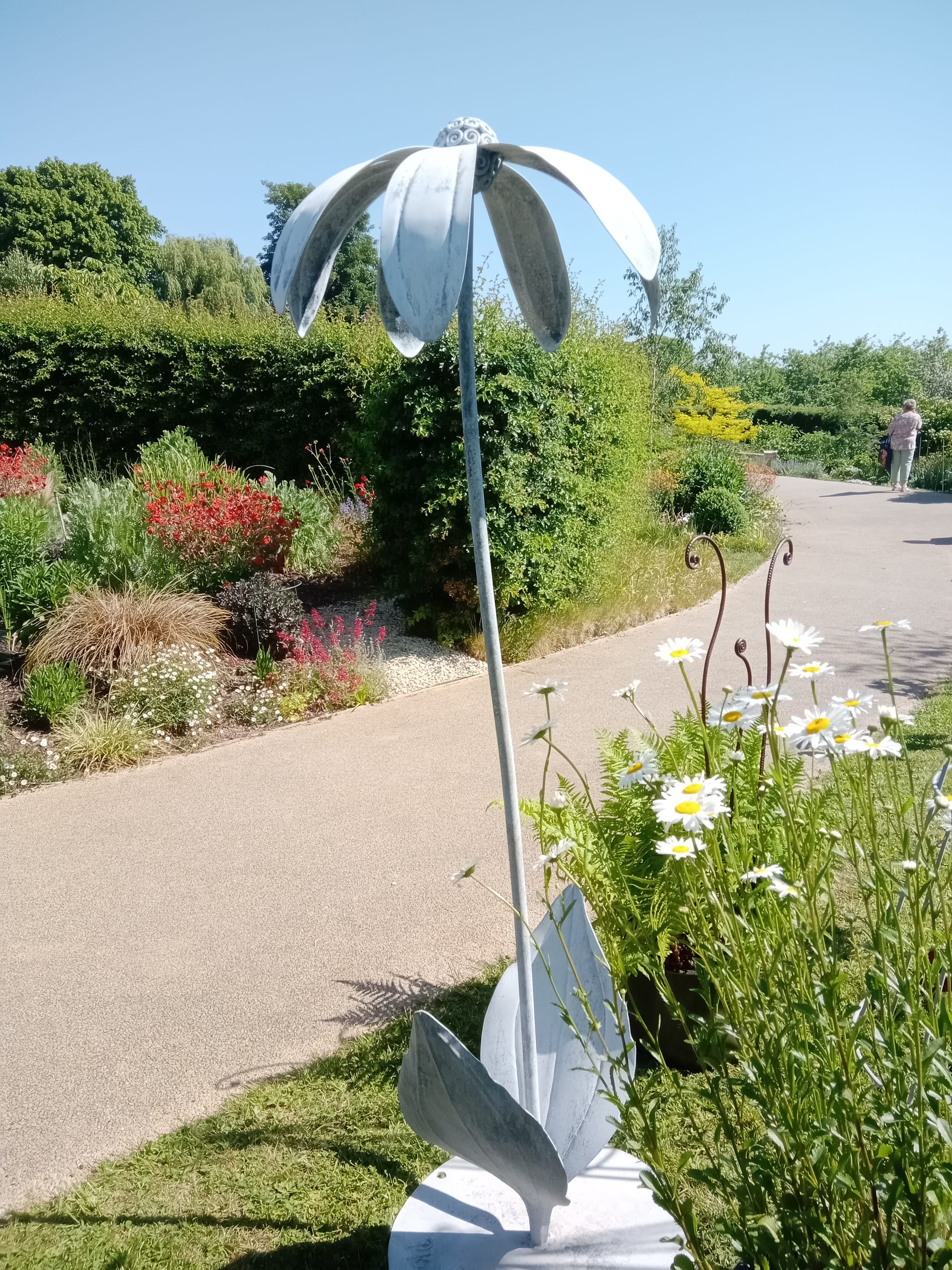 Rudbekia Sculpture in the Sunshine