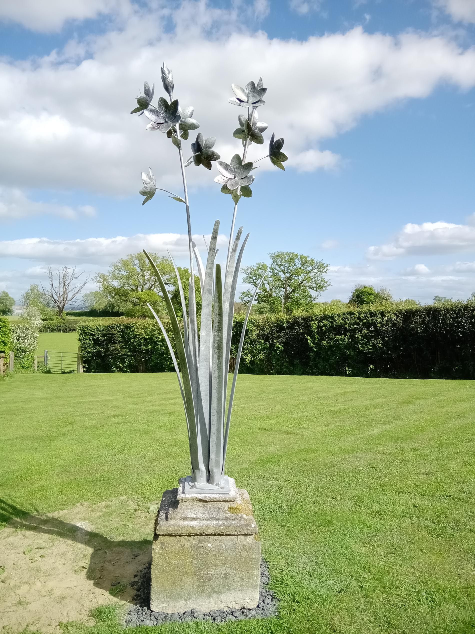 Hesperantha on Plinth
