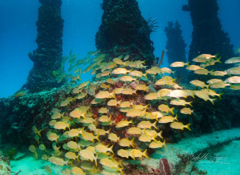 Dive 3.1 - Neptune Memorial - Miami - Divers Paradise PM