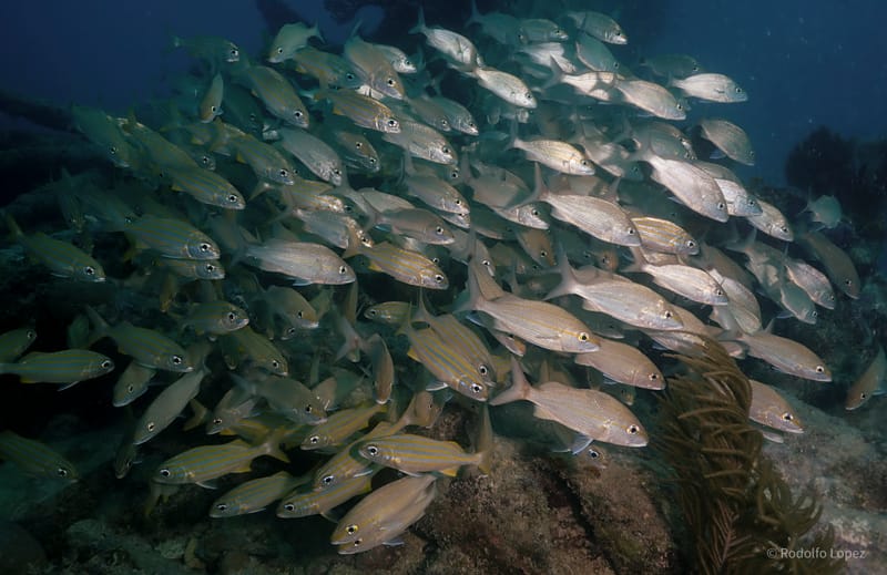 Dive 6 - Reef - Key Largo - Rainbow Reef PM