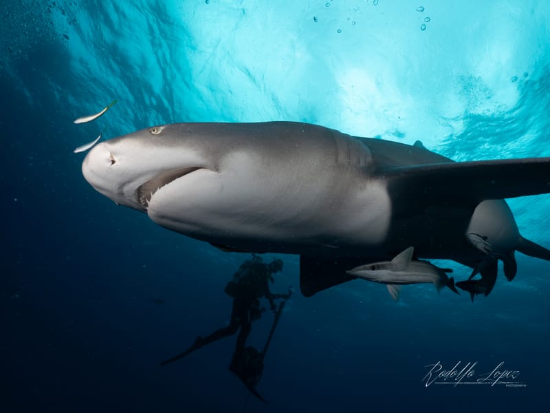 Dive 16 - Shark Dive - Jupiter - Emerald Charters AM