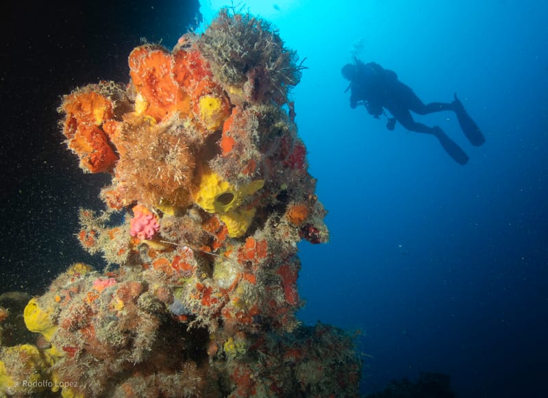 Dive 19 - Eagle - 6 pack - Tavernier  - Conch Republic AM