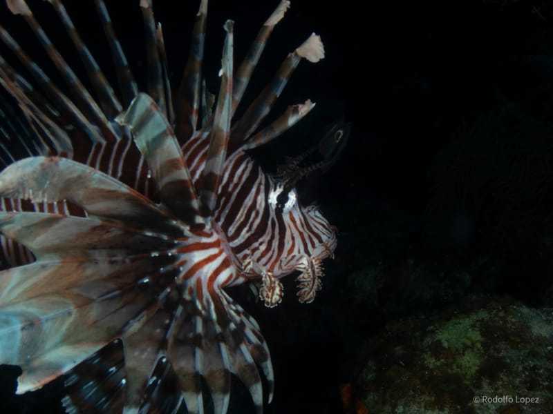 Dive 22 - Night Dive - Key Largo - Amoray Dive Center NIGHT