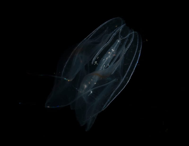 Dive 23 - Blackwater Drift Dive - Boynton - South Florida Dive Headquarters - Boynton NIGHT