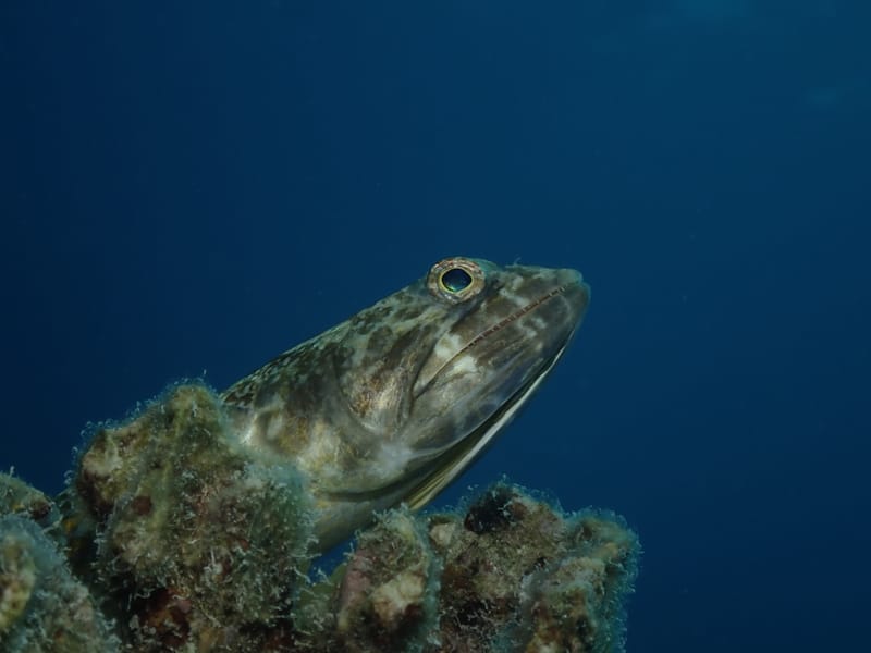 Dive 24 - Benwood Wreck - Key Largo - Horizon Divers AM