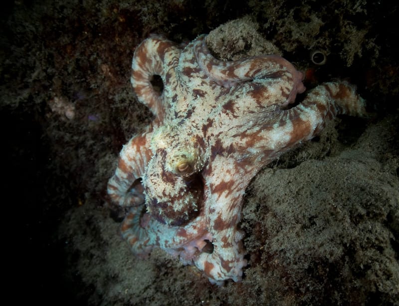 Dive 25 - Full Moon Octopus Dive - Blue Heron Bridge - Active Divers NIGHT