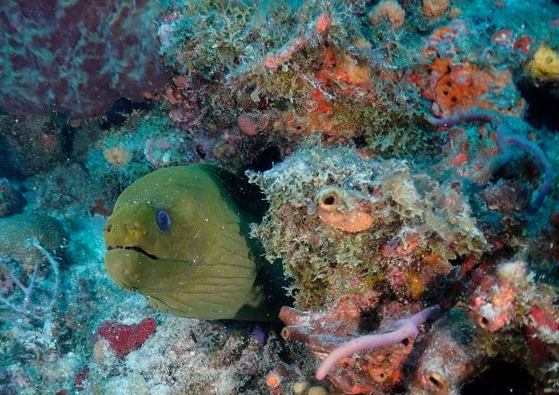 Dive 26 - Drift Dive - Boynton - South Florida Dive Headquarters - Boynton PM