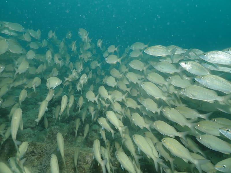 Dive 29 - Reef - Key West - Lost Reef Adventures PM