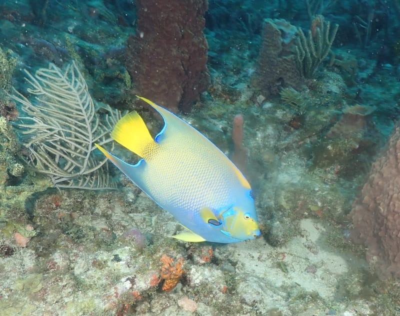 Dive 31 - Drift Dive - Pompano - South Florida Dive Headquarters - Pompano PM