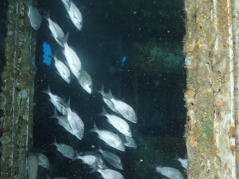 Dive 32 - Okinawa Night Dive - Pompano - South Florida Dive Headquarters - Pompano NIGHT