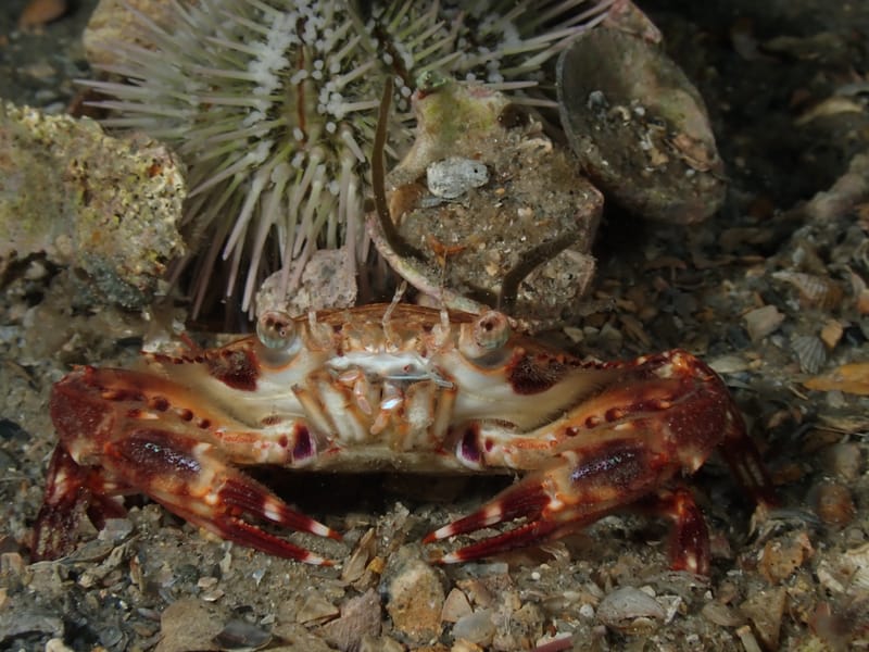 Dive 33 - Dawns Early Light Dive - Blue Heron Bridge - Active Divers AM