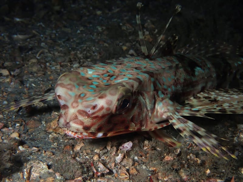 Dive 40 - Dawns Early Light Dive - Blue Heron Bridge - Active Divers AM