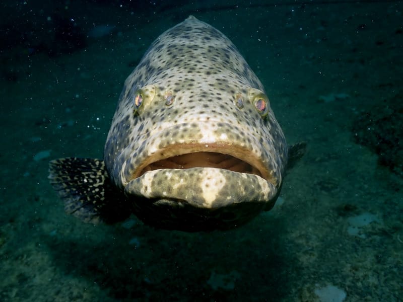 Dive 36 - Goliath Grouper Dive - Castor Wreck - Boynton - Scubatyme AM