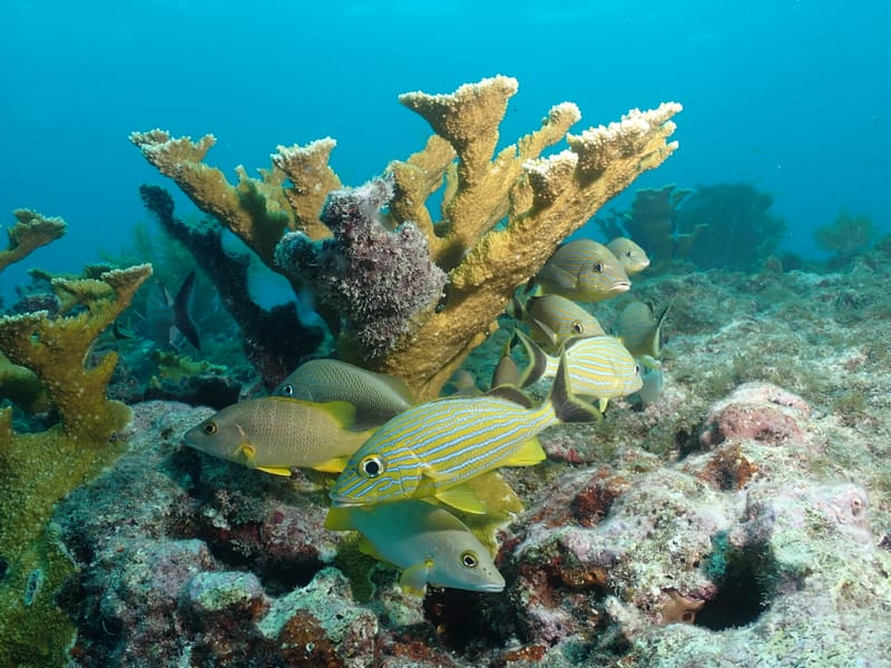 Dive 10 - Reef - Tavernier  - Conch Republic PM