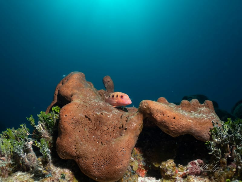 Dive 15 - Reef - Tavernier  - Conch Republic AM