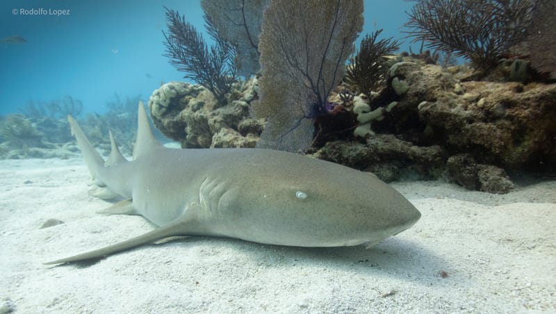 Dive 2 - Reef - Tavernier  - Conch Republic PM