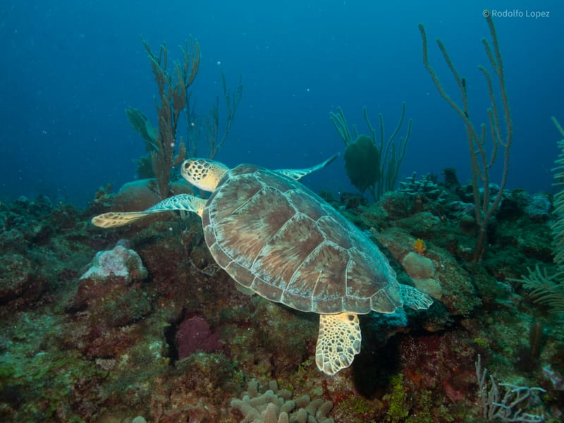 Dive 11 - Sea Turtle Dive - Boynton - Starfish Scuba AM