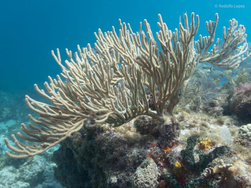 Dive 4 - Copenhagen/Nursery - Pompano - South Florida Dive Headquarters - Pompano PM