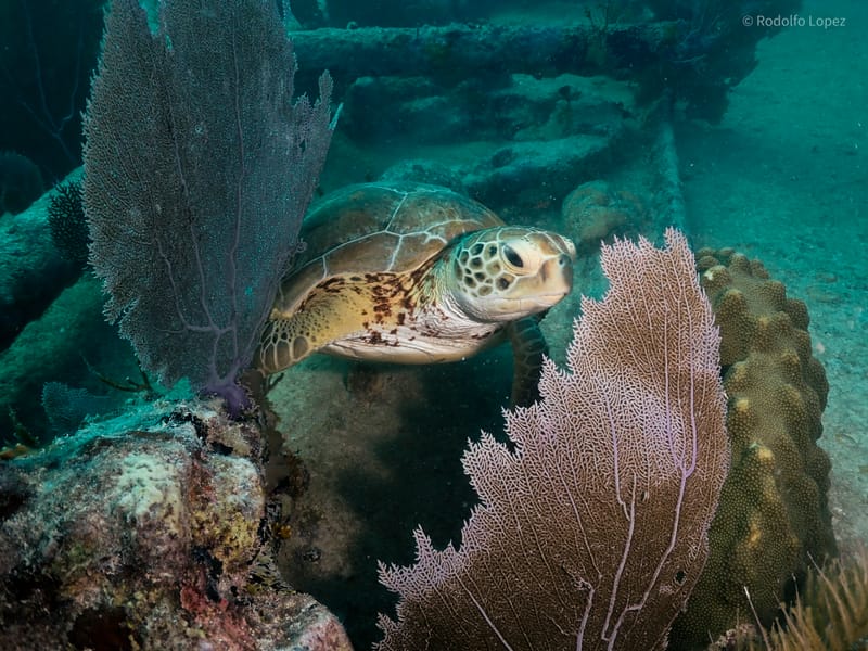 Dive 9 - Sea Turtle Dive - Castor Wreck - Boynton - South Florida Dive Headquarters - Boynton PM