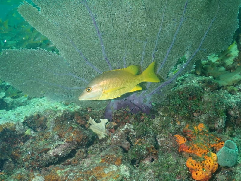 Dive 21 - Reef - Key Largo - Amoray Dive Center PM