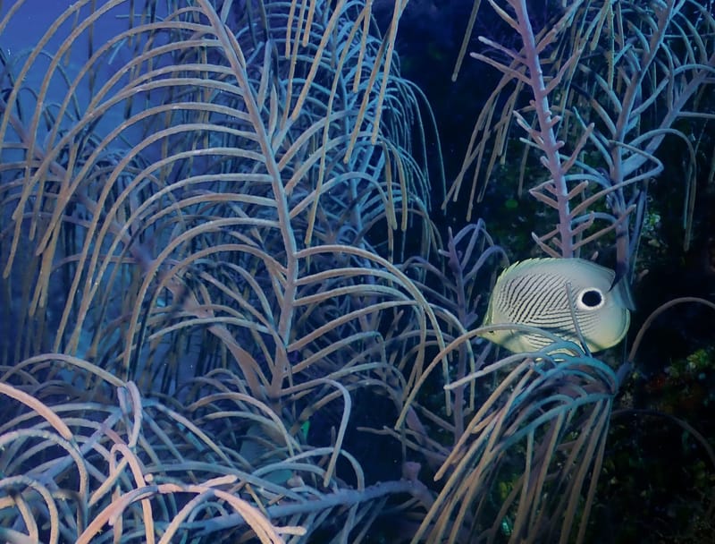 Dive 33.1 - Drift Dive - Riviera - Ocean Quest Scuba PM