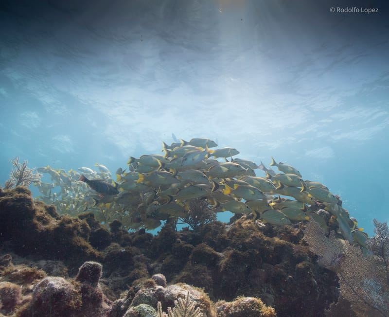 Dive 34 - Reef - Key Largo - Rainbow Reef AM