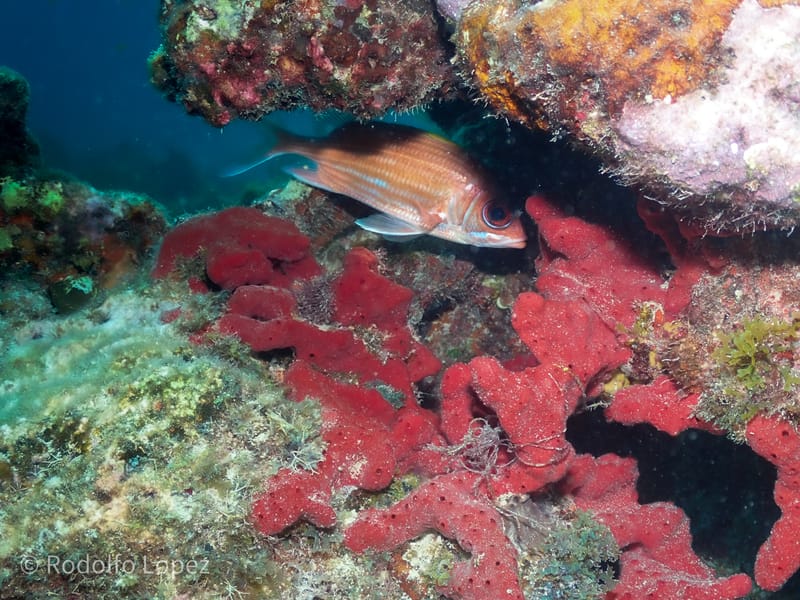 Dive 38 - Reef - Tavernier  - Conch Republic PM