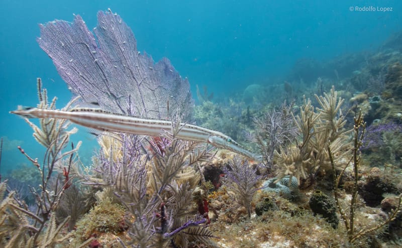 Dive 41 - Reef - Key Largo - Rainbow Reef AM