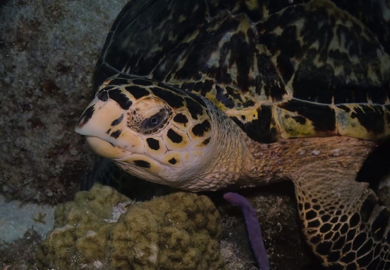 Dive 14 - Sea Turtle Dive - Riviera - Splashdown Divers AM