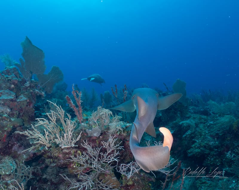 Dive 37 - Drift Dive - Pompano - Parrot Island Scuba  AM