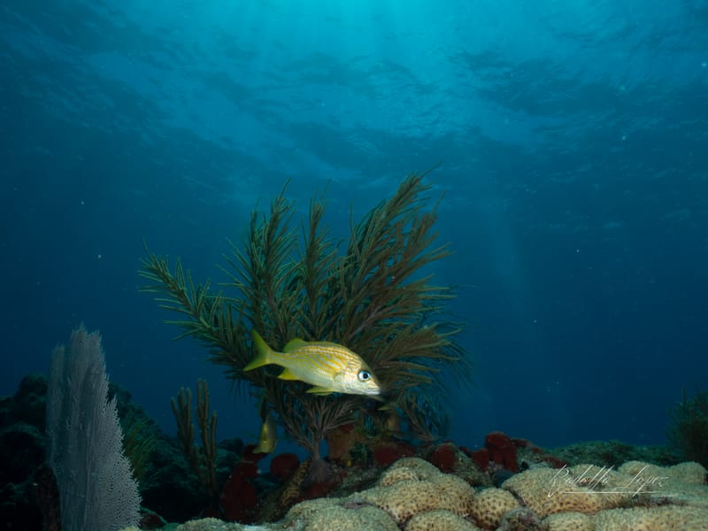 Dive 28 - Reef - Islamorada - Islamorada Dive Center PM