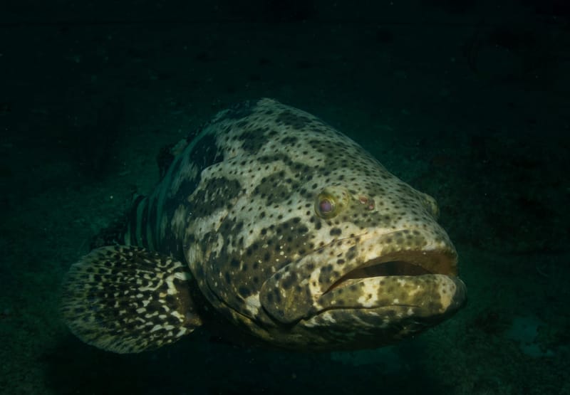 Dive 35 - Goliath Grouper Dive - Riviera - Walkers Dive Charters PM