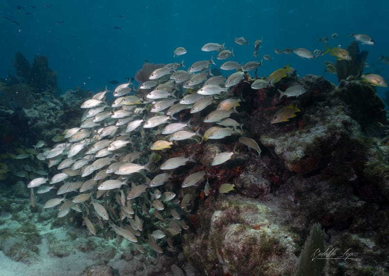 Beautiful Day Beautiful Dive