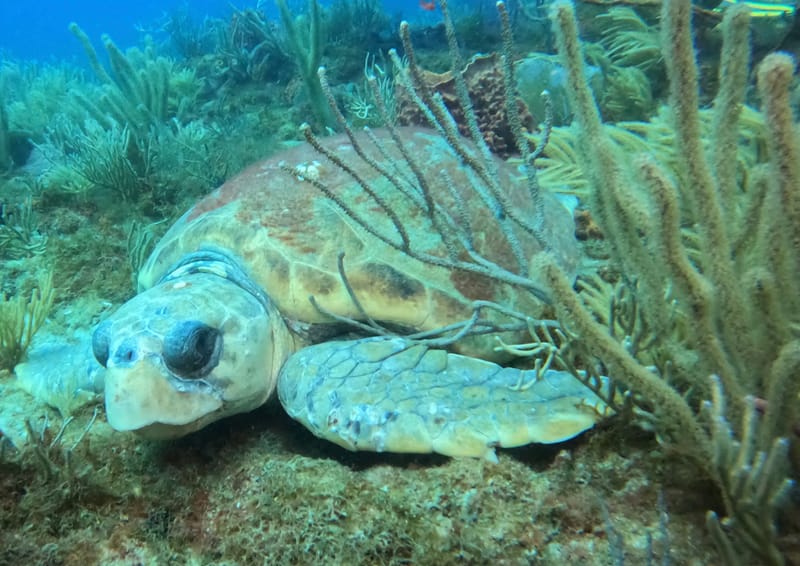 The Turtles Have Arrived!