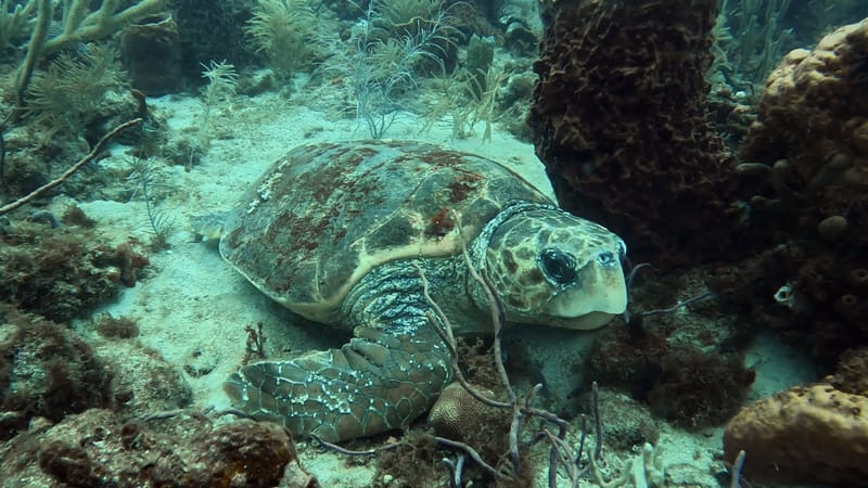 Loggerheads, Goliaths and Lionfish (oh my)!