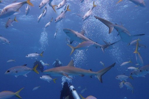 Blackbeards Liveaboard - Bahamas