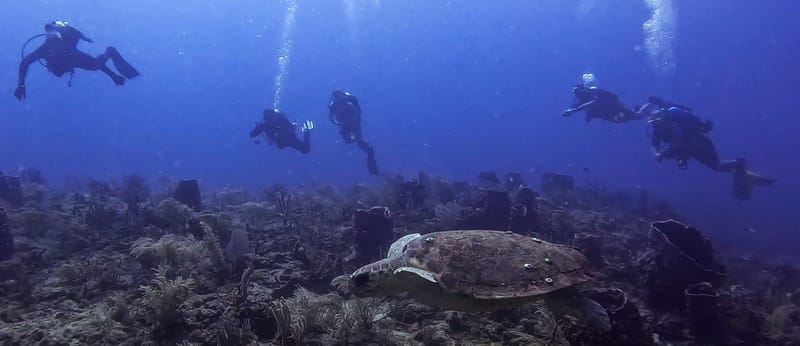 Turtles, Turtles, Turtles, Turtles and more Turtles